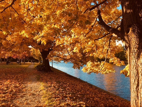 נוף הסתיו - Canvas4u קנבס פור יו - תמונת קנבס