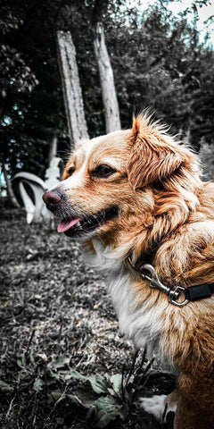 כלב חום - Canvas4u קנבס פור יו - תמונה על קנבס