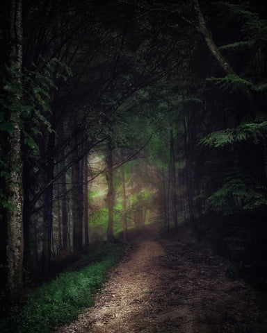 קצה היער - Canvas4u קנבס פור יו - תמונת קנבס